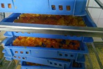 蛋黄烘干存放高温烘干机CGF20/SN项目